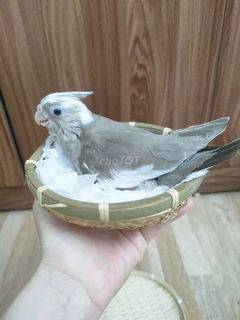 Vẹt Cockatiel Xám trắng thân thiện. Mua bán Chim tại Quận Hai Bà Trưng Hà Nội được đăng bởi Shop chim cảnh hình 1