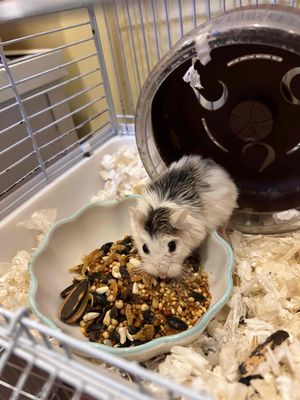 hamster baer, ww, baer tạng to, robo. Mua bán Thú cưng khác tại Thành phố Thủ Đức Tp Hồ Chí Minh được đăng bởi Nguyễn Anh Khoa