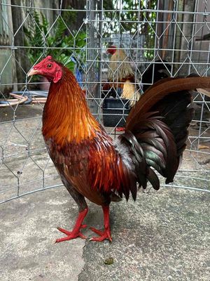 Gà tre Xám khét 1.38kg chân xanh cẩm thạch
