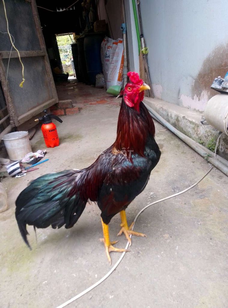 điều 3k1 tay tốt.. Mua bán Gà tại Thành phố Rạch Giá Kiên Giang được đăng bởi nam hình 1