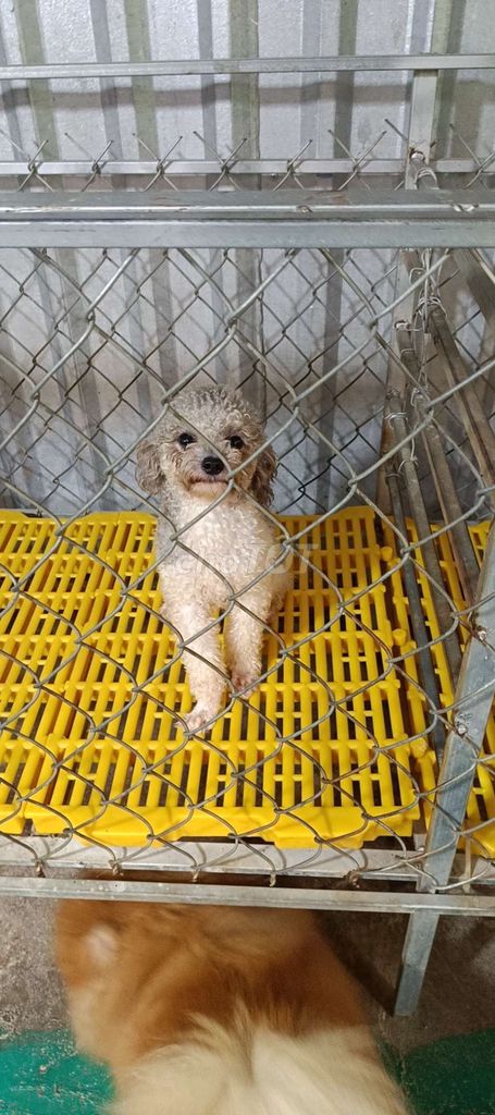Chó Poodle tiny đực 12 tháng. Mua bán Chó tại Thị xã Tân Châu An Giang được đăng bởi duytan hình 1