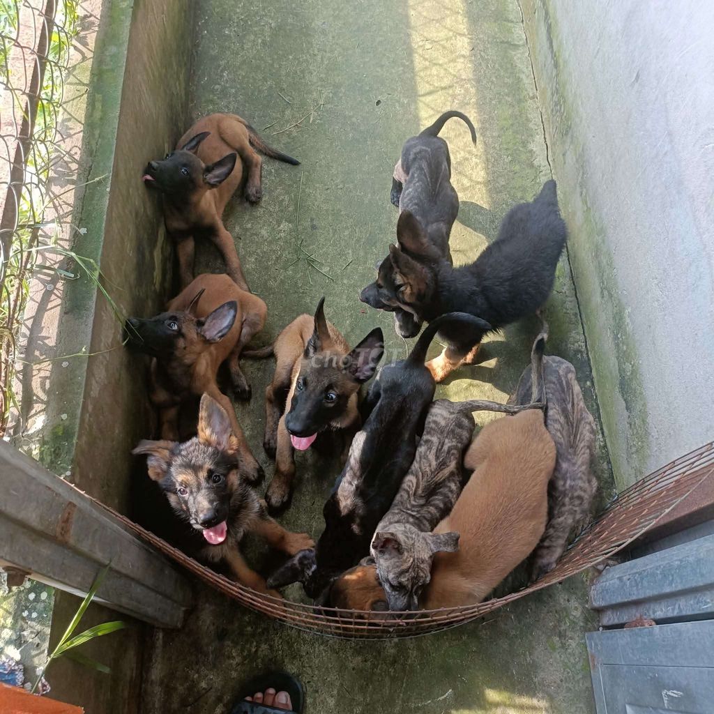 Phú Quốc vẹn size đại rất VIP. Mua bán Chó tại Huyện Bình Chánh Tp Hồ Chí Minh được đăng bởi Anh nông dân da đen hình 2