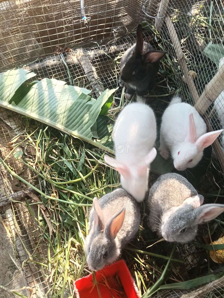 Thỏ đực con 4-500g. Mua bán Thú cưng khác tại Huyện Châu Thành Tiền Giang được đăng bởi tuan hình 1