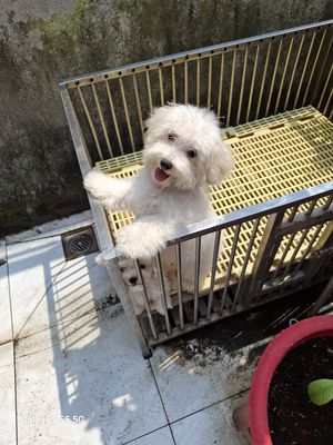 Bichon gái size mini