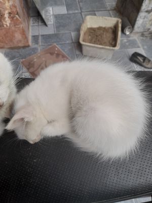 Mèo con trắng 2 tháng(còn 1 bé cái). Mua bán Mèo tại Quận Bắc Từ Liêm Hà Nội được đăng bởi Lâm Nguyễn