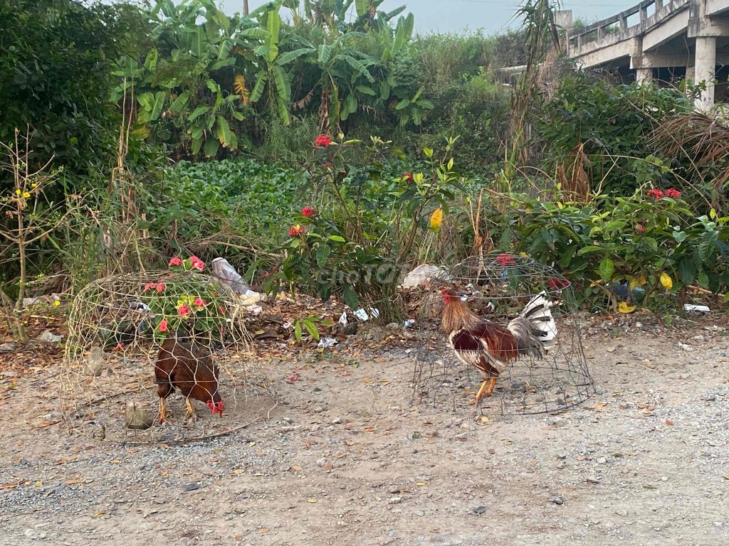 khong chơi nua cần thanh lý