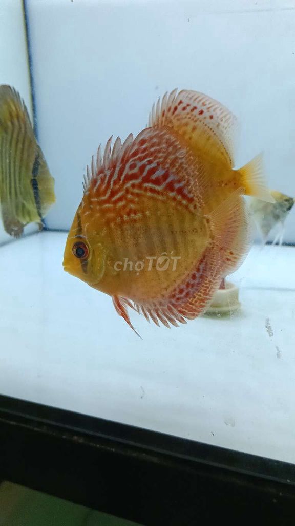 Cá cảnh da rắn. Mua bán Thú cưng khác tại Quận Tân Bình Tp Hồ Chí Minh được đăng bởi Nguyen Thị Tú Anj hình 1