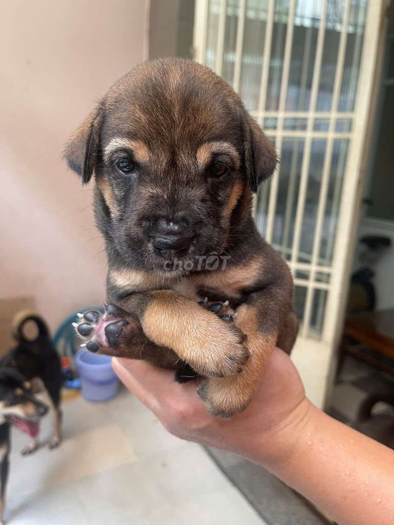 Chó cỏ lai được 5 tuần tuổi. Mua bán Chó tại Quận 10 Tp Hồ Chí Minh được đăng bởi Nhi  hình 1