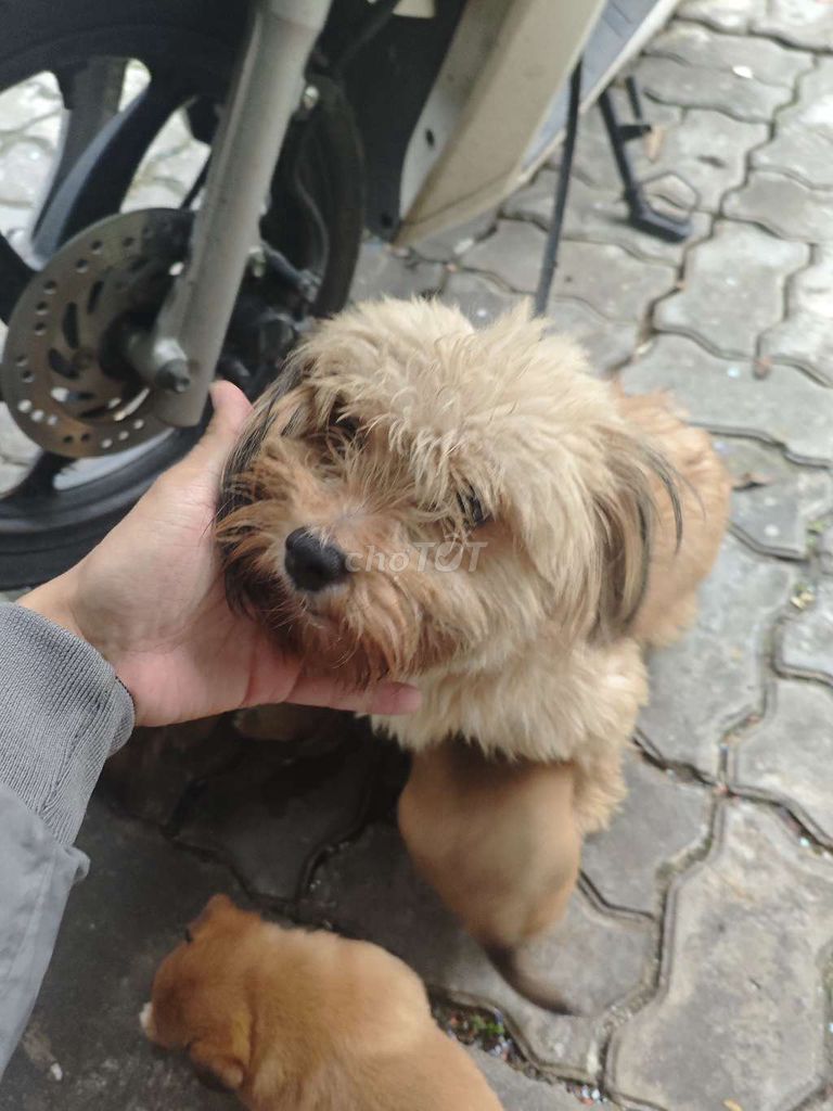 Chó con cái + đực màu Nâu. Mua bán Chó tại Quận Cẩm Lệ Đà Nẵng được đăng bởi Quat Huu hình 5