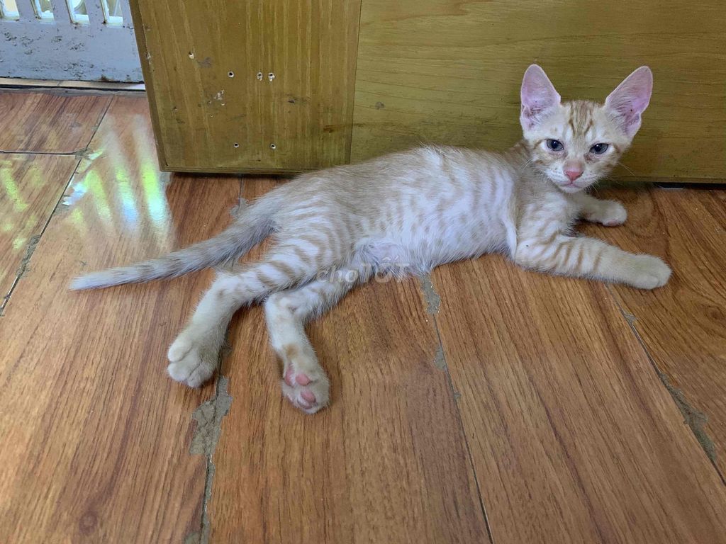 Mèo trên 2 tháng. Mua bán Mèo tại Quận Ba Đình Hà Nội được đăng bởi Tran Thanh Hang hình 1