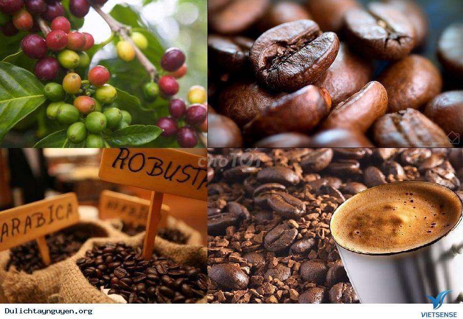 Cà phê Robusta và Arabica. Mua bán Đồ ăn, thực phẩm và các loại khác tại Huyện Gia Lâm Hà Nội được đăng bởi Trần hình 1