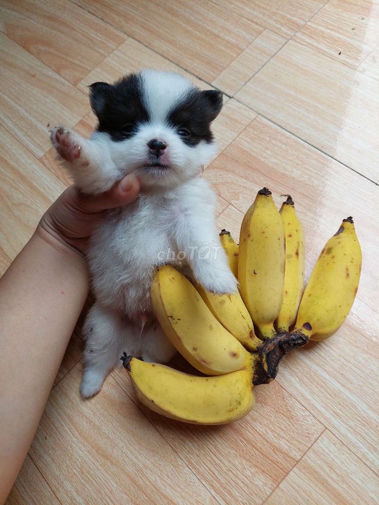 Chó Nhật lai Phốc Sóc Poodle 40 ngày cái đực. Mua bán Chó tại Quận 12 Tp Hồ Chí Minh được đăng bởi Tín Bảo Company hình 1