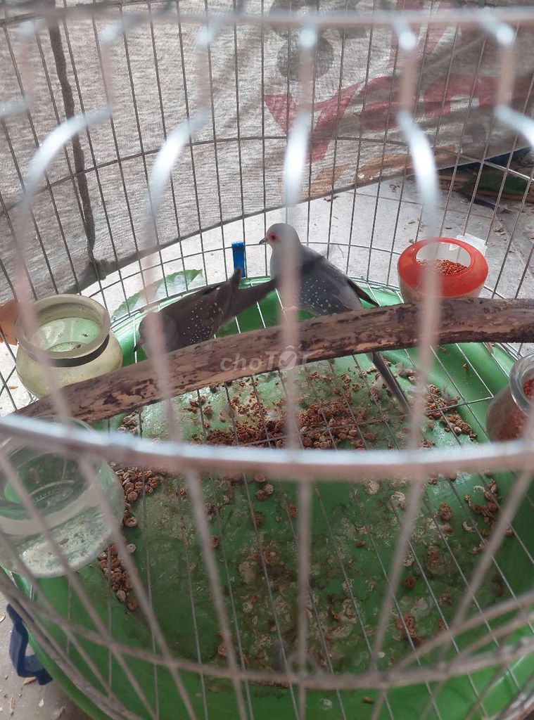 Chim Cu gáy Hà Lan 1 trống. Mua bán Chim tại Thành phố Thủ Đức Tp Hồ Chí Minh được đăng bởi Chàng Khờ hình 1