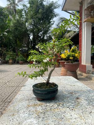 Thanh lý cây mai chiếu thuỷ. Mua bán Cây cảnh, đồ trang trí tại Quận 12 Tp Hồ Chí Minh được đăng bởi Tân