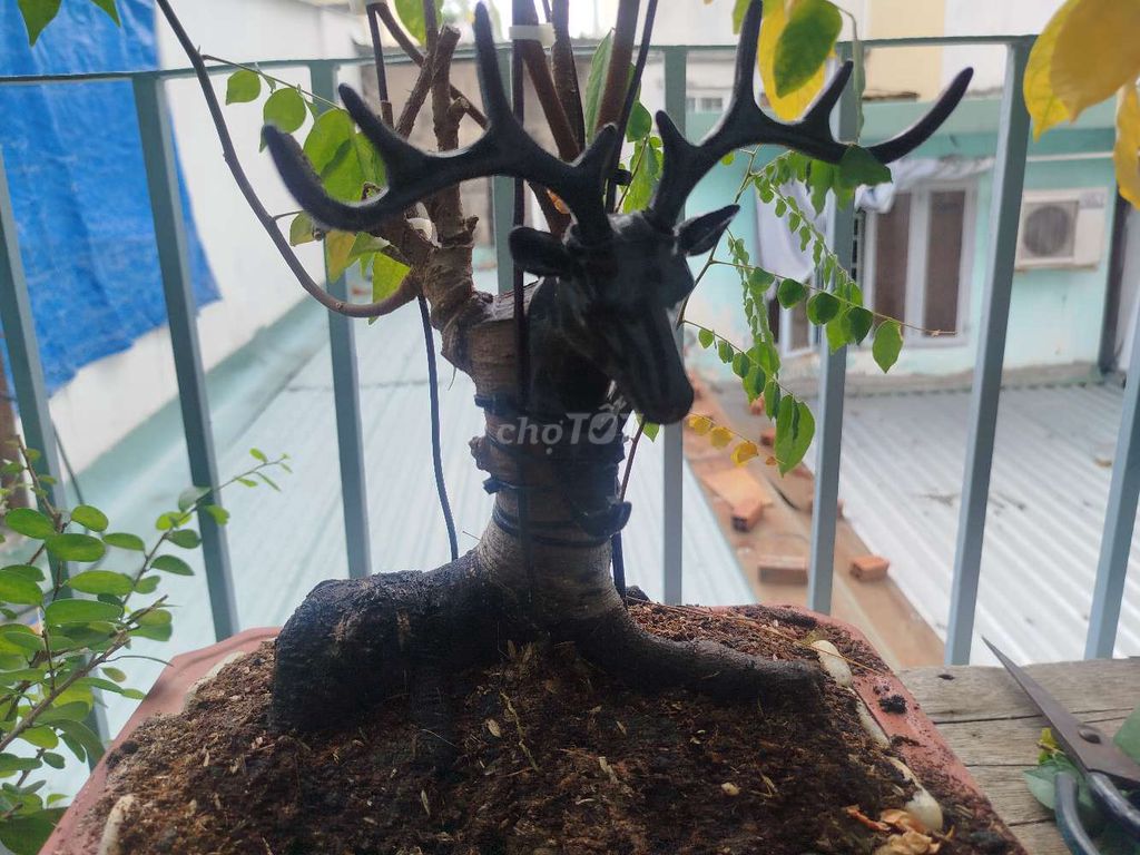 Cây cảnh Khế hình con nai 20cm. Mua bán Cây cảnh, đồ trang trí tại Quận 1 Tp Hồ Chí Minh được đăng bởi tú hình 1