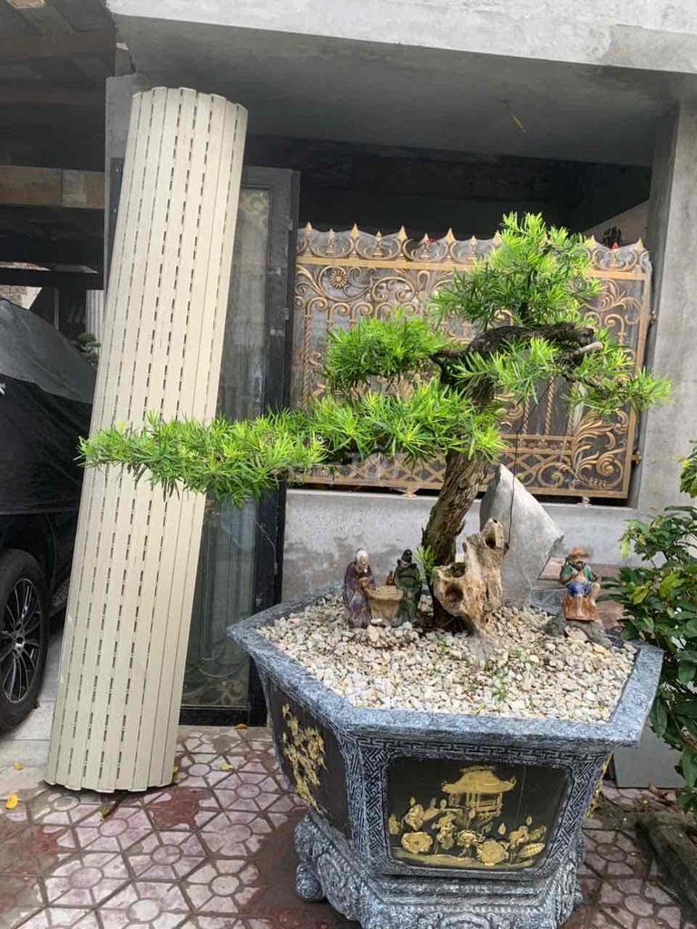 Cây cảnh Tùng bắc Trực hoành. Mua bán Cây cảnh, đồ trang trí tại Quận Kiến An Hải Phòng được đăng bởi duong hình 1