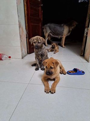 Phú quốc trông nhà. Mua bán Chó tại Quận Nam Từ Liêm Hà Nội được đăng bởi Hong Minh Nguyen