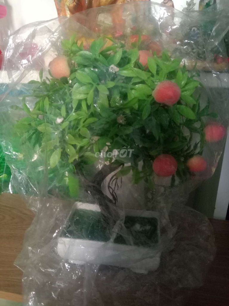 Cây cảnh giả nhựa trang trí nhà cửa 20cmx20cm. Mua bán Cây cảnh, đồ trang trí tại Thành phố Thủ Đức Tp Hồ Chí Minh được đăng bởi Thanh Tam hình 1