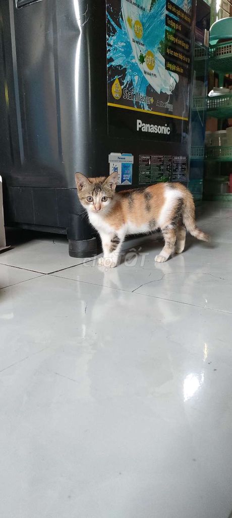 Mèo lai anh lông ngắn trên 3 tháng tuổi . Mua bán Mèo tại Quận Ninh Kiều Cần Thơ được đăng bởi  Lê Hồng  hình 1