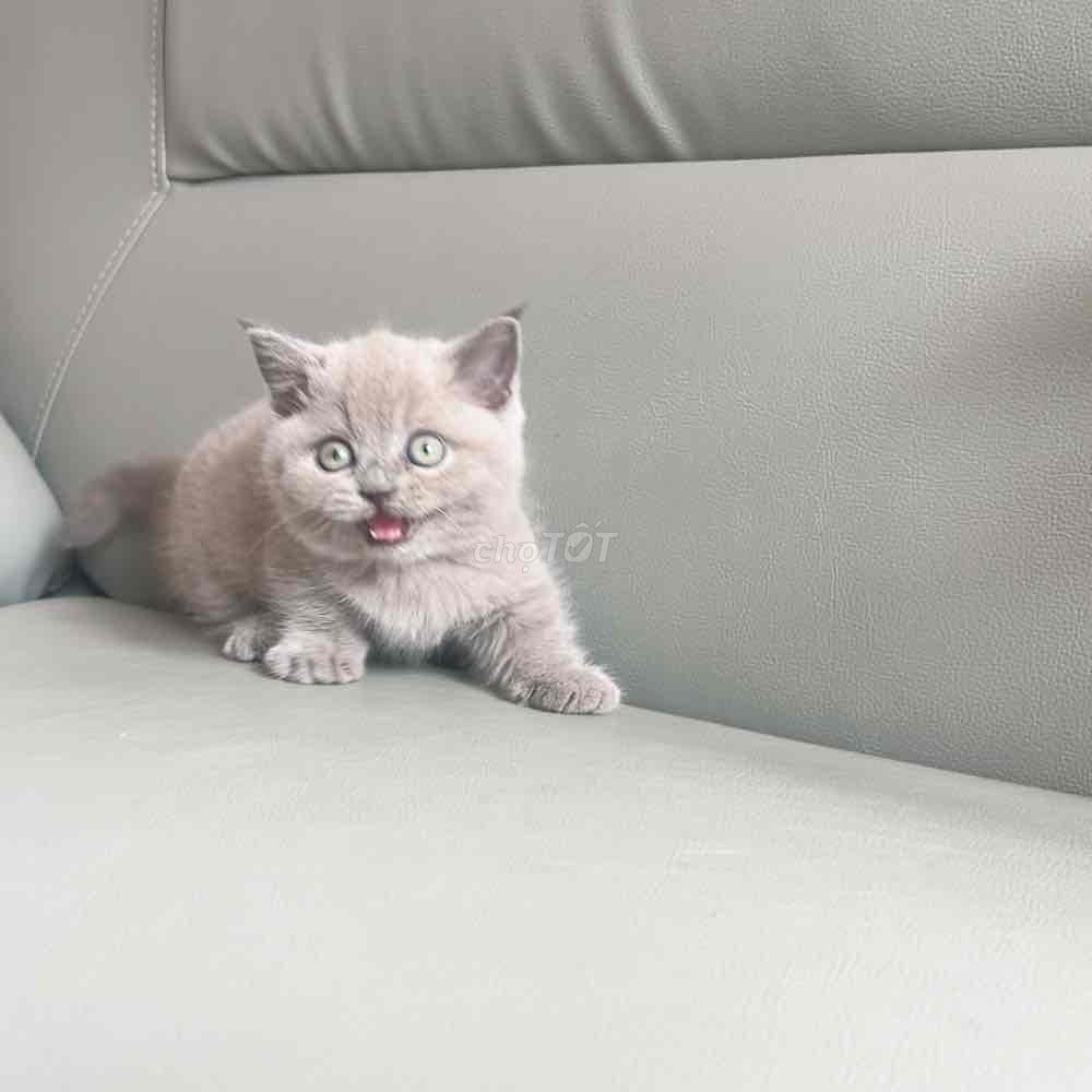 bé mèo chân lùn munchkin. Mua bán Mèo tại Quận 6 Tp Hồ Chí Minh được đăng bởi Phạm trung hình 6