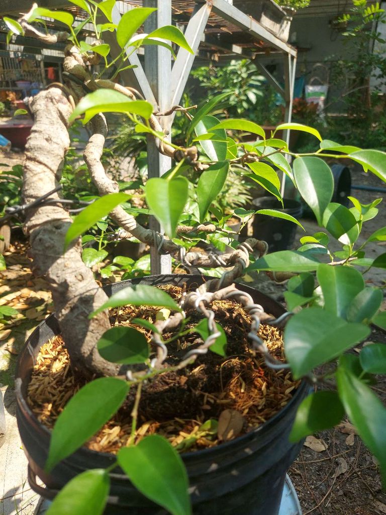 Cây cảnh mini.cây bonsai.mai vang.ae gé ủng hộ