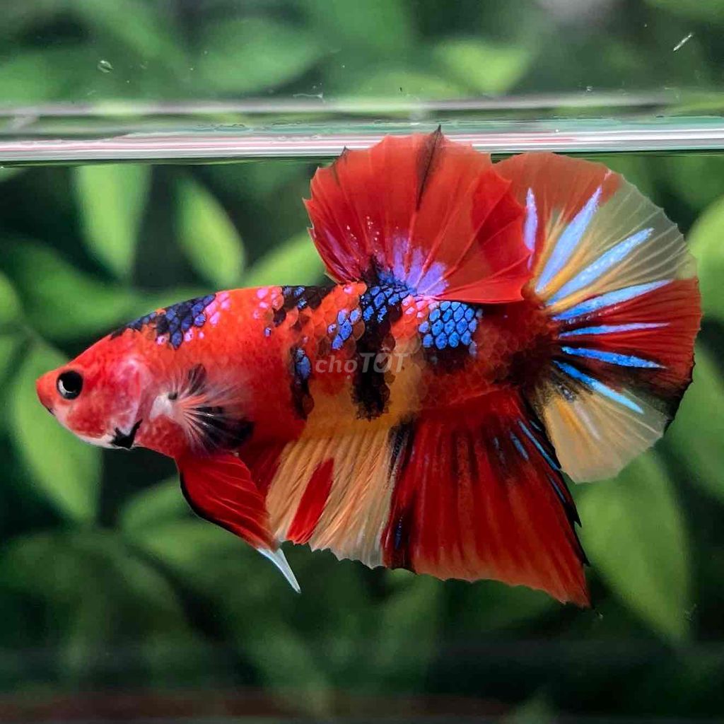 Cá Betta Koi Metallic Vip. Mua bán Thú cưng khác tại Huyện Hóc Môn Tp Hồ Chí Minh được đăng bởi Cậu Ba Betta  hình 5