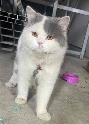 Mèo Ba Tư Trắng xám đã tiêm