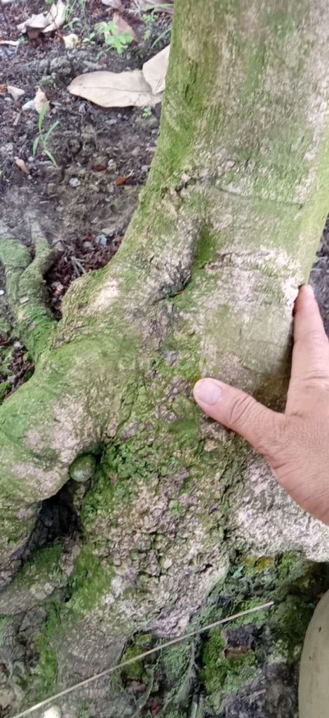 Cây cảnh Mai xanh lá. Mua bán Cây cảnh, đồ trang trí tại Huyện Cái Bè Tiền Giang được đăng bởi Quốc Sự hình 1