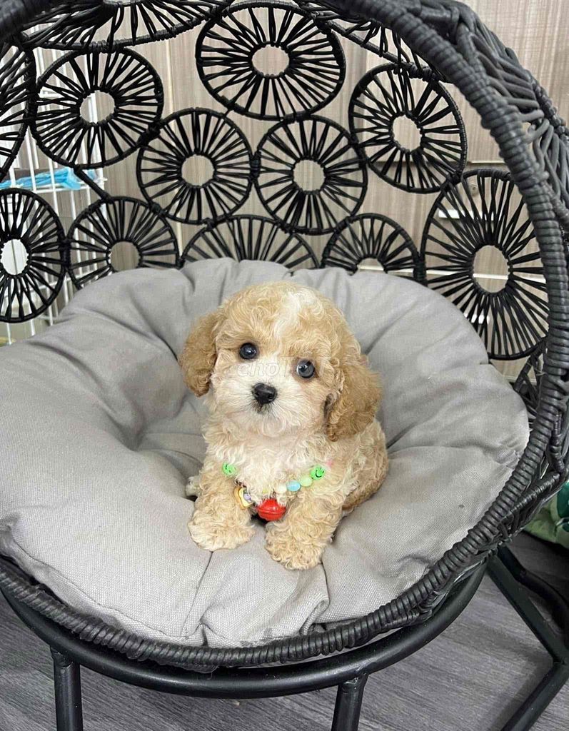 💕Poodle Xinh 💕 Từ 2 Triệu ạ. Mua bán Chó tại Quận Bình Tân Tp Hồ Chí Minh được đăng bởi Cậu Bé Bán Chó  hình 6