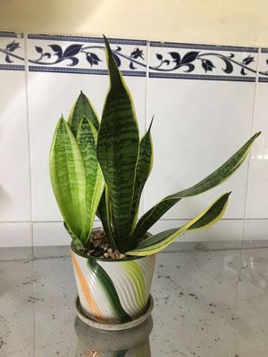 Chậu cây lưỡi hổ lá dài. Mua bán Cây cảnh, đồ trang trí tại Quận Tân Bình Tp Hồ Chí Minh được đăng bởi MS DIỆU ANH