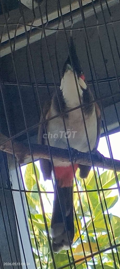 Chim Chào mào yếm đậm . Mua bán Chim tại Thành phố Thủ Dầu Một Bình Dương được đăng bởi tuyen  hình 1