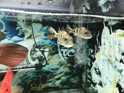 Cá Hoàng bảo yến 14-15cm