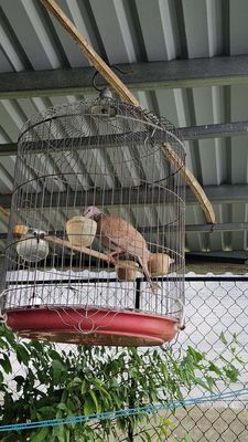 CU GÁY THÁI TRỐNG. Mua bán Chim tại Thành phố Thủ Đức Tp Hồ Chí Minh được đăng bởi Hung