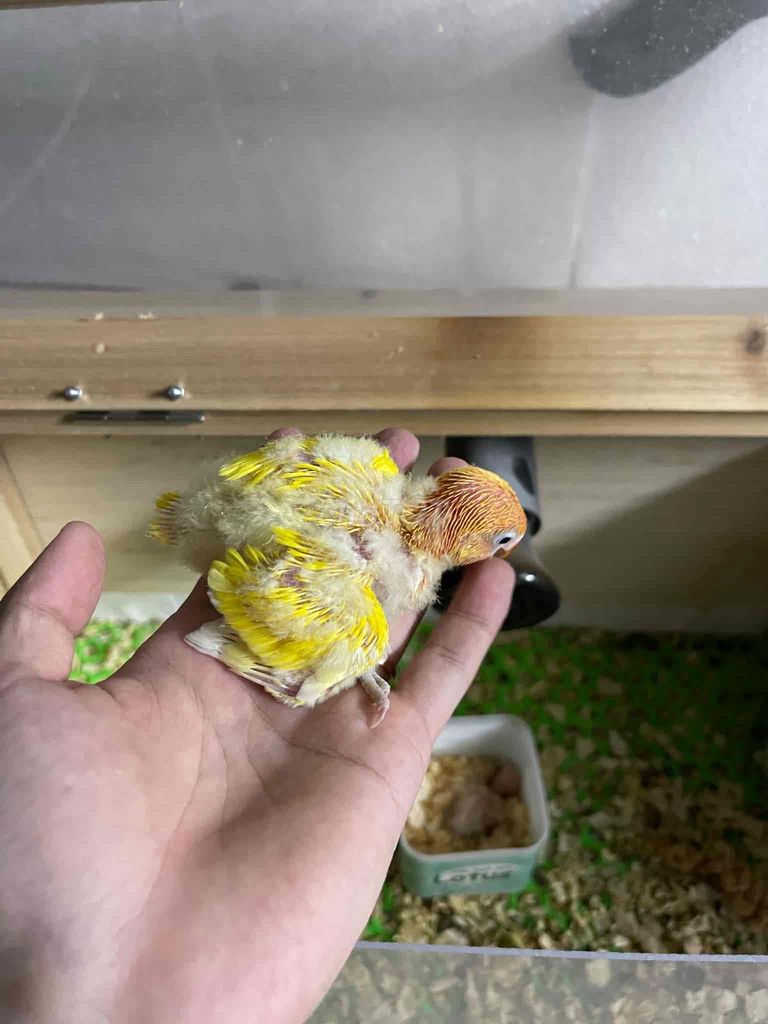 vẹt lovebird vàng cực đepn