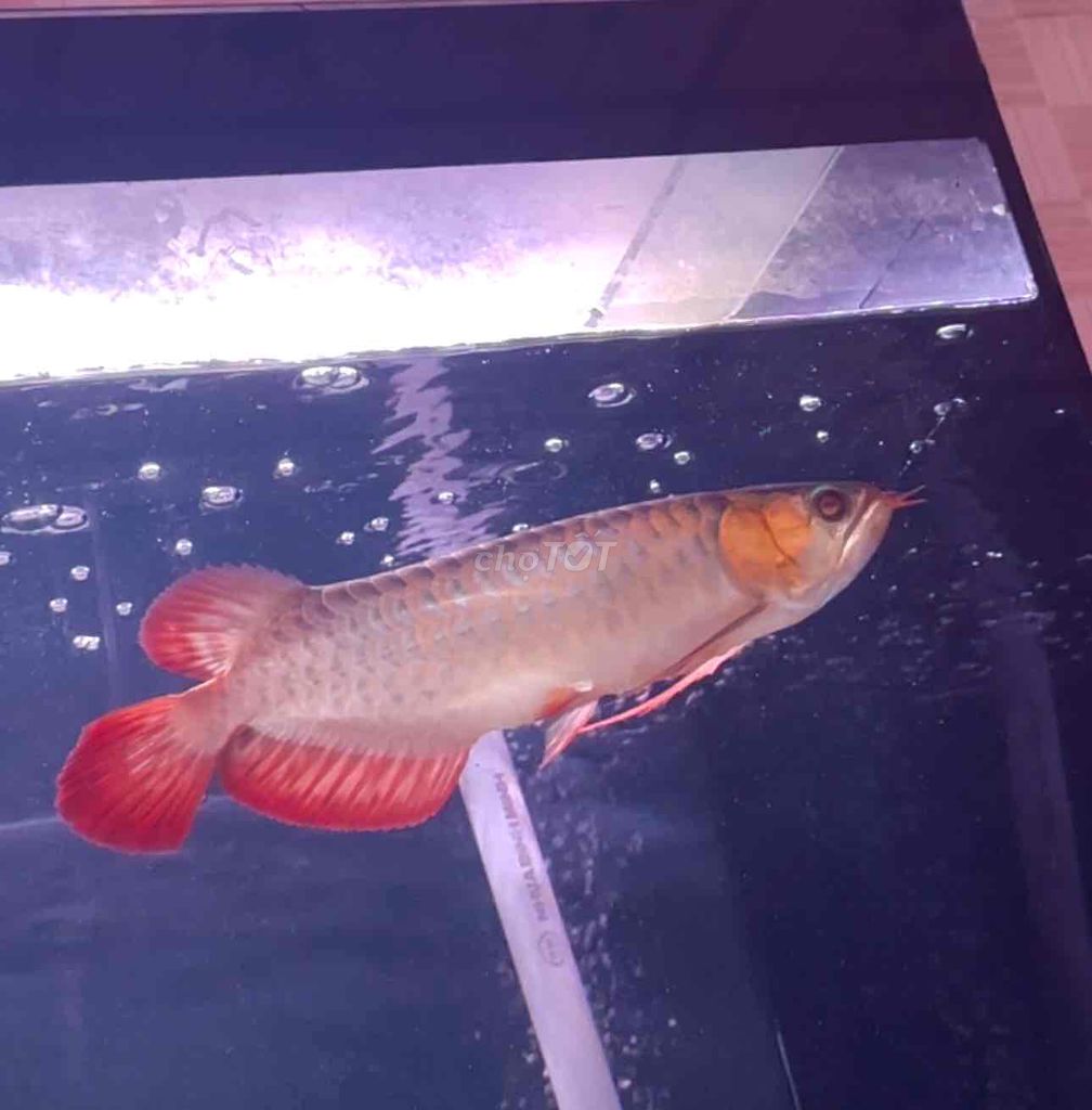 Cá Rồng Đỏ 37-38cm. Mua bán Thú cưng khác tại Quận Cái Răng Cần Thơ được đăng bởi Khai quoc hình 1