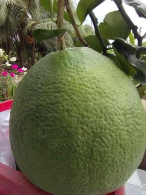 Bưởi Da xanh Trà Vinh. Mua bán Đồ ăn, thực phẩm và các loại khác tại Quận Gò Vấp Tp Hồ Chí Minh được đăng bởi Thanh Xuân