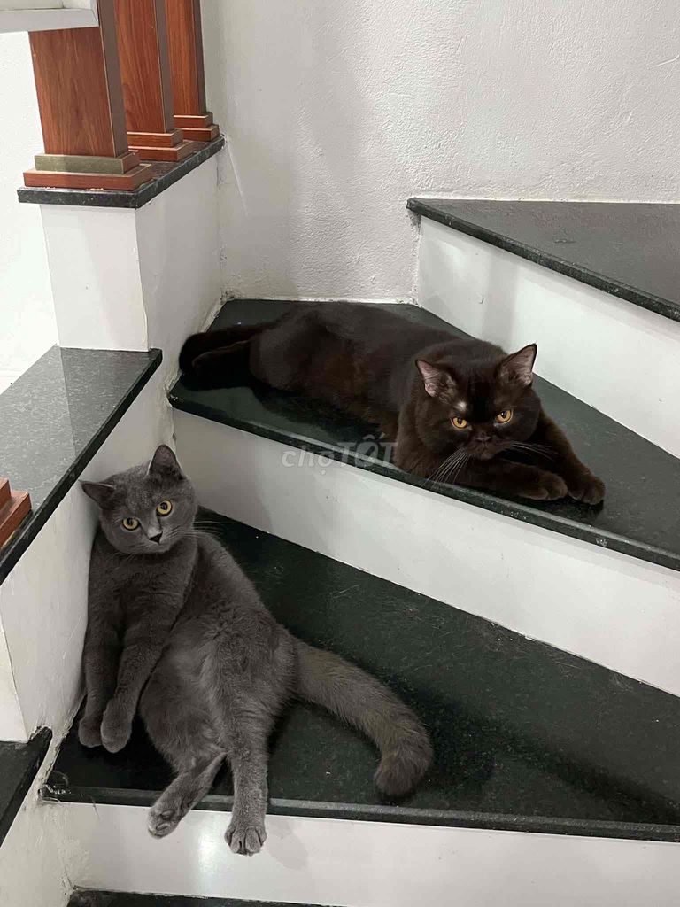 Mèo Anh lông ngắn. Mua bán Mèo tại Quận Hoàng Mai Hà Nội được đăng bởi Hà Anh hình 1