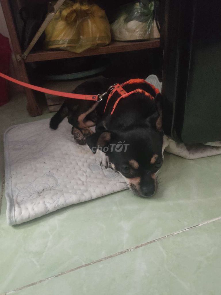 Chó Chihuahua nhỏ nhắn. Mua bán Chó tại Quận Bình Thạnh Tp Hồ Chí Minh được đăng bởi Nguyễn Tiến hình 1