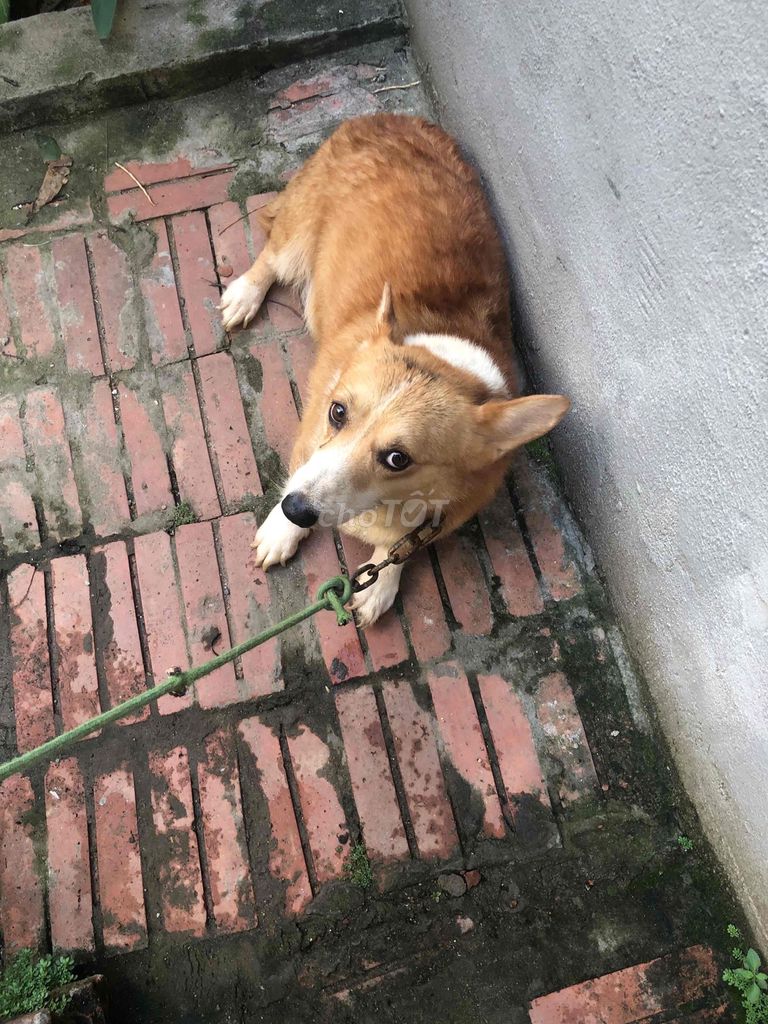 Chó Corgi đực Nâu trắng đã tiêm phòng. Mua bán Chó tại Thị xã Từ Sơn Bắc Ninh được đăng bởi Lê Thanh Phong hình 1