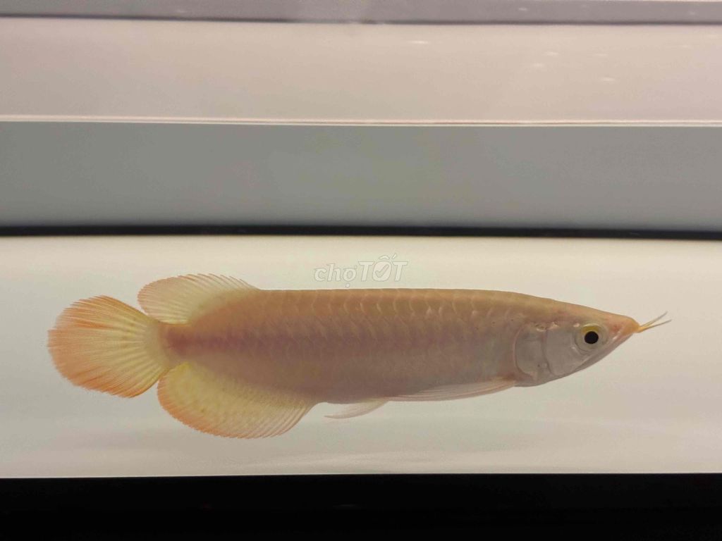 huyết long nhí size 21 siêu phẩm. Mua bán Thú cưng khác tại Quận 12 Tp Hồ Chí Minh được đăng bởi Mê Cá Rồng hình 1