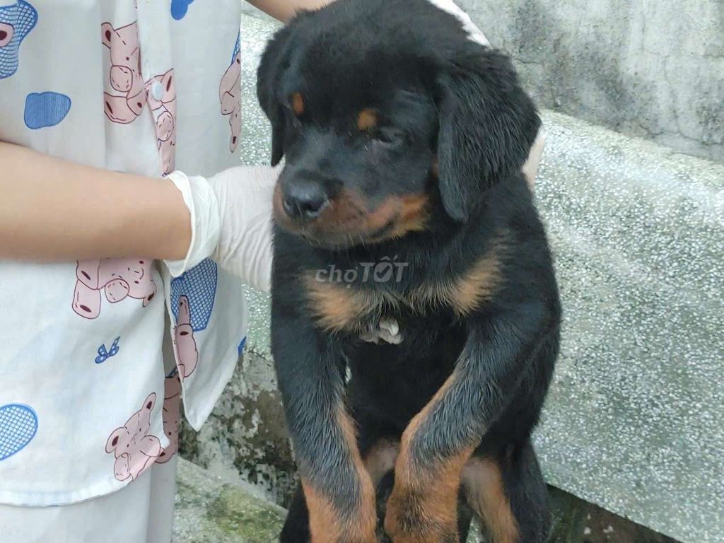 Cho Rottweiler cái đực. Mua bán Chó tại Thành phố Nha Trang Khánh Hòa được đăng bởi thuy tran hình 3