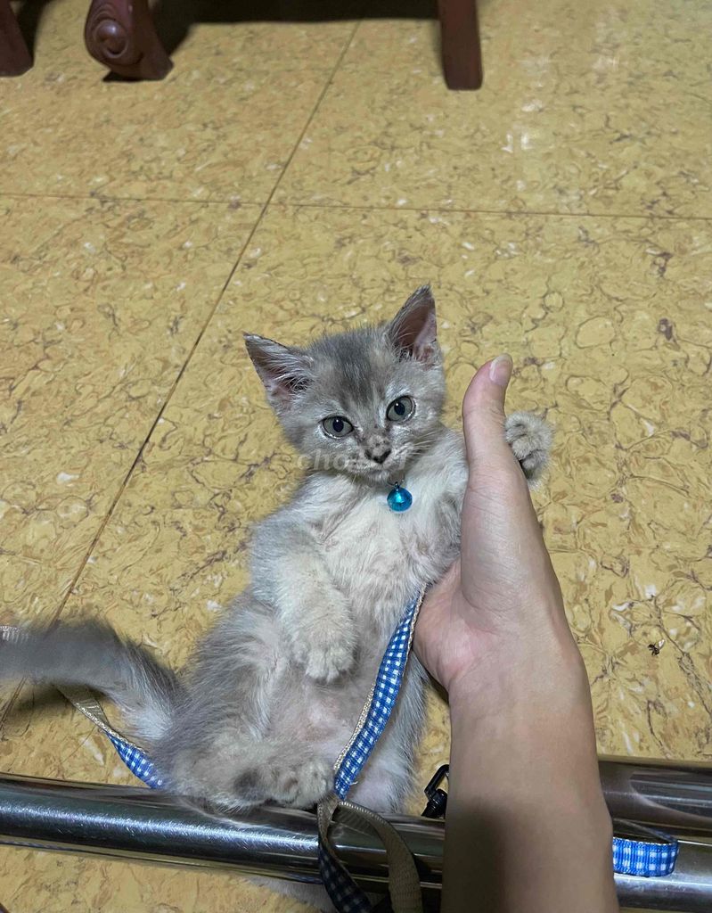Mèo Anh. Mua bán Mèo tại Huyện Đồng Phú Bình Phước được đăng bởi Ken HR hình 1