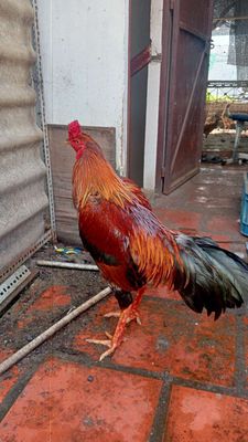 Việt lai, 3ký 1, trạng 3ky2, gà 🐔 mùa lở, zin. Mua bán Gà tại Huyện Hóc Môn Tp Hồ Chí Minh được đăng bởi Nguyễn Vũ 