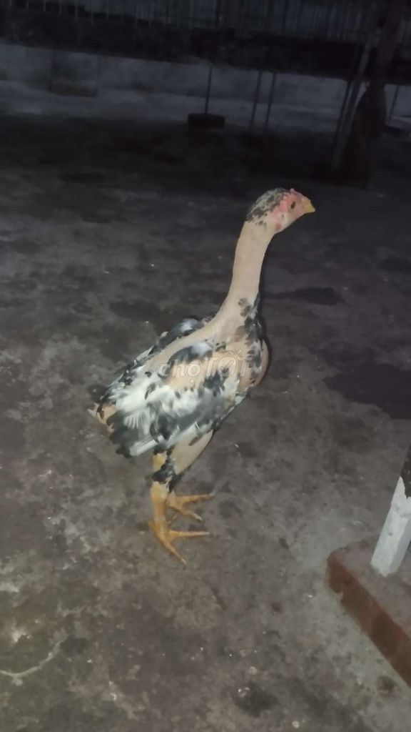 Gà chọi tơ choai Hà Nội. Mua bán Gà tại Huyện Đông Anh Hà Nội được đăng bởi Trần Ngọc  hình 1