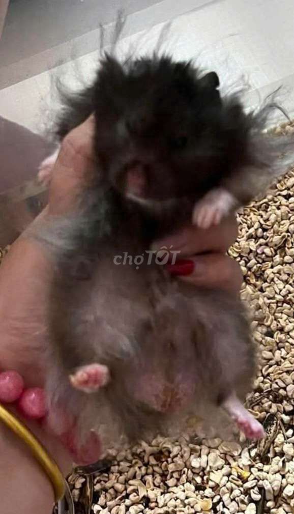 Chuột Hamster Đen. Mua bán Thú cưng khác tại Thành phố Thủ Đức Tp Hồ Chí Minh được đăng bởi TDuy Bảo hình 1