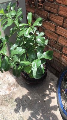 bán cay xư lâu năm  như chên. Mua bán Cây cảnh, đồ trang trí tại Quận Gò Vấp Tp Hồ Chí Minh được đăng bởi Phùng Cường