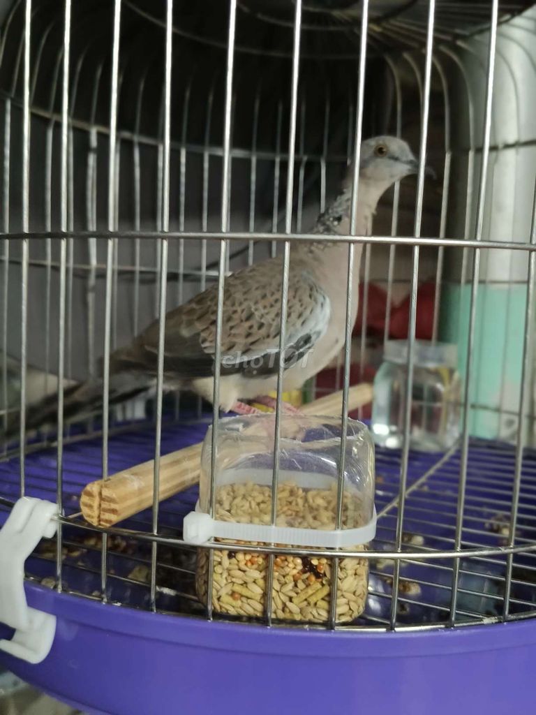 1 cặp trống mái nuôi từ nhỏ. Mua bán Chim tại Huyện Củ Chi Tp Hồ Chí Minh được đăng bởi Ròm  hình 1