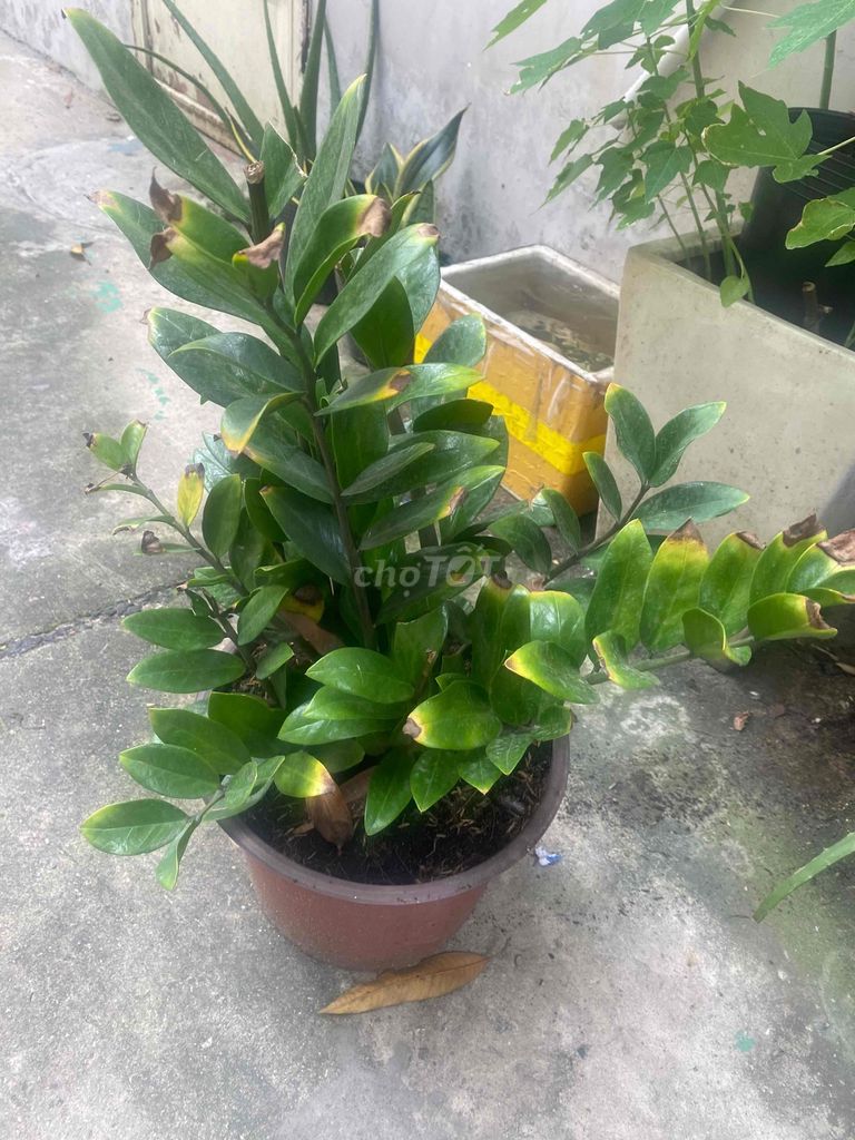 Cây cảnh Kim tiền cao 55cm. Mua bán Cây cảnh, đồ trang trí tại Quận 12 Tp Hồ Chí Minh được đăng bởi Lê Bùi Bằng Tuân hình 1