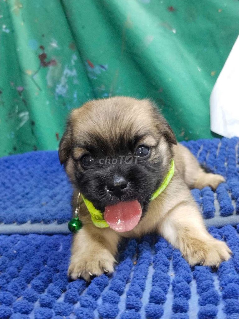 Chó pug xệ F1 nhỏ nhắn xinh xắn . Mua bán Chó tại Quận Bình Tân Tp Hồ Chí Minh được đăng bởi Nguyễn Hằng hình 1