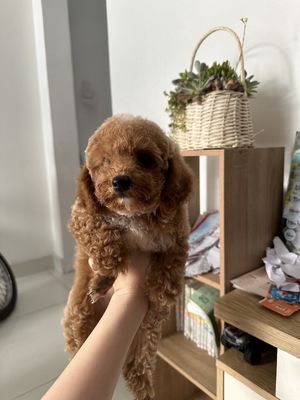 chó poodle nhà đẻ